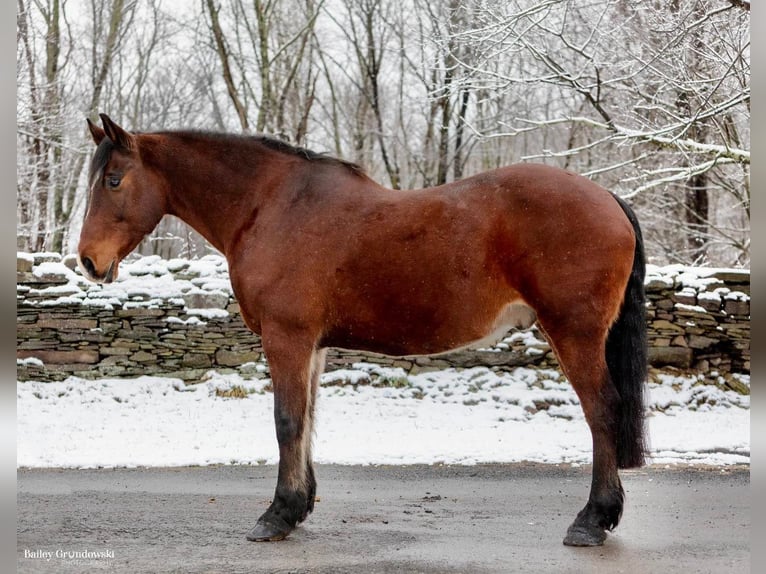 Draft Horse Gelding 13 years 15,1 hh Bay in Everette PA