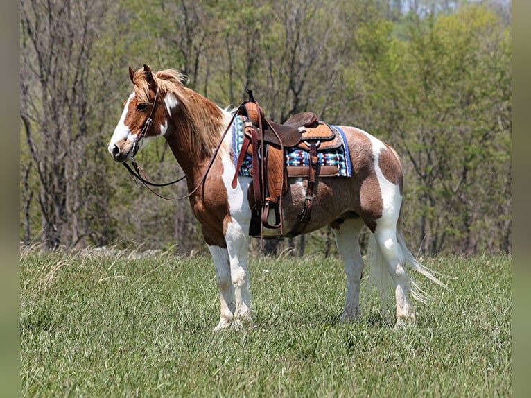 Draft Horse Gelding 13 years 15,1 hh Tobiano-all-colors in Somerset Ky