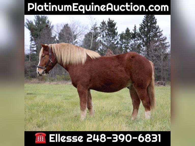 Draft Horse Gelding 13 years 15,2 hh Chestnut in Howell MI