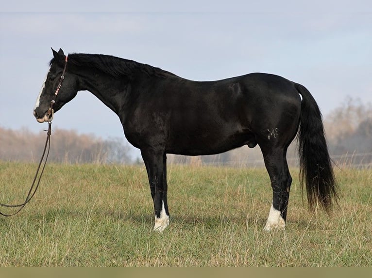 Draft Horse Gelding 13 years 15,3 hh Black in Brodhead KY