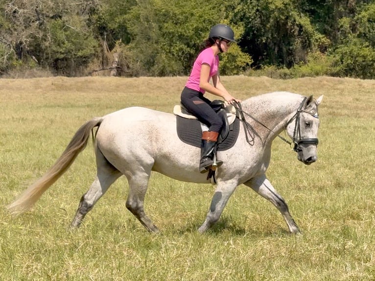 Draft Horse Mix Gelding 13 years 15,3 hh Grey in Weatherford
