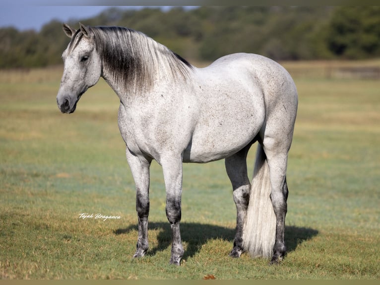 Draft Horse Mix Gelding 13 years 15,3 hh Grey in Weatherford