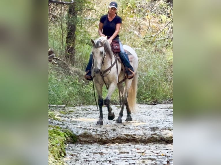 Draft Horse Mix Gelding 13 years 15,3 hh Grey in Weatherford