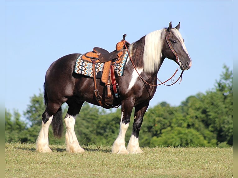Draft Horse Gelding 13 years 15 hh Tobiano-all-colors in Mount vernon Ky