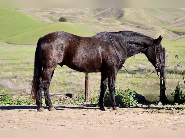 Draft Horse Gelding 13 years 15,1 hh Roan-Blue in Paicines CA