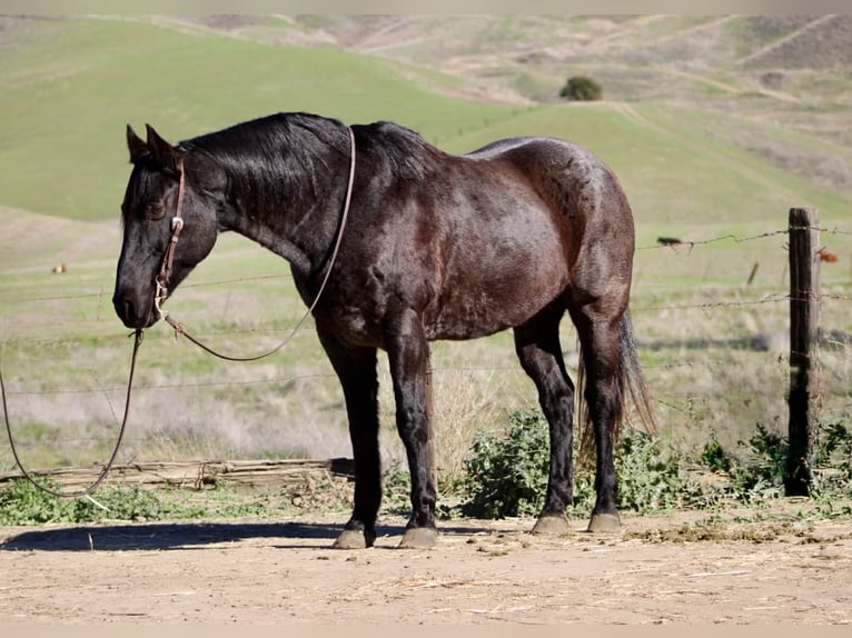 Draft Horse Gelding 13 years 15,1 hh Roan-Blue in Paicines CA