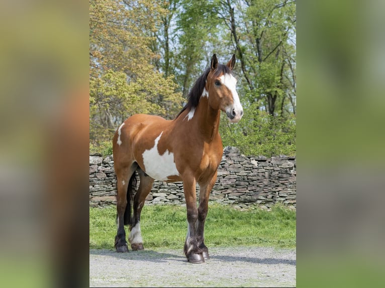 Draft Horse Gelding 13 years 16,1 hh Overo-all-colors in Everett Pa