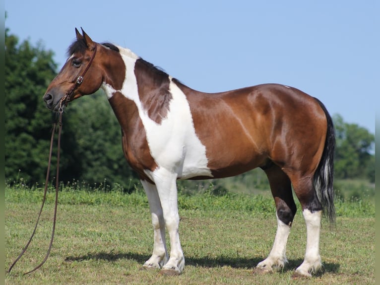 Draft Horse Gelding 13 years 16,1 hh Tobiano-all-colors in Mount Vernon KY