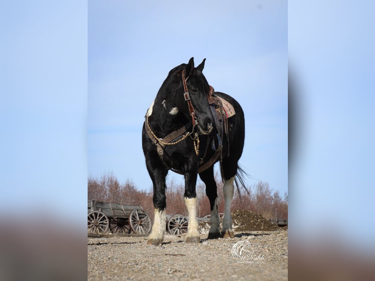 Draft Horse Mix Gelding 13 years 16 hh Tobiano-all-colors in Ranchester, WY