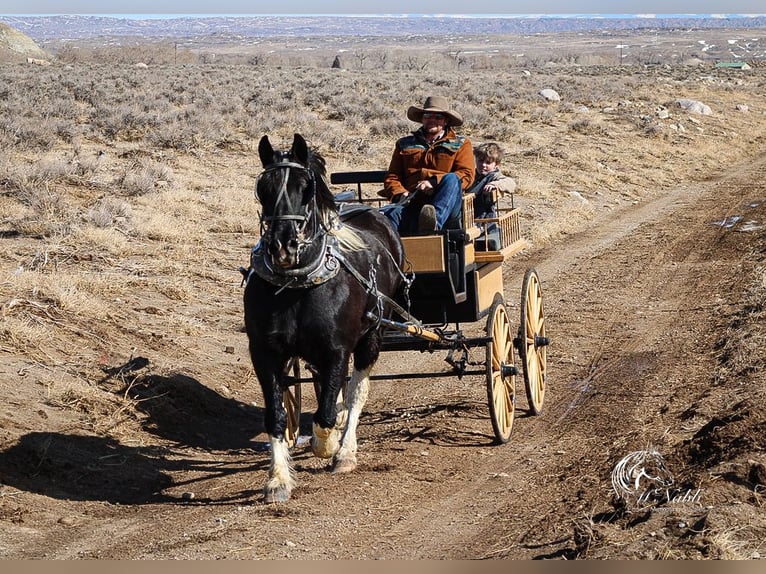 Draft Horse Mix Gelding 13 years 16 hh Tobiano-all-colors in Ranchester, WY