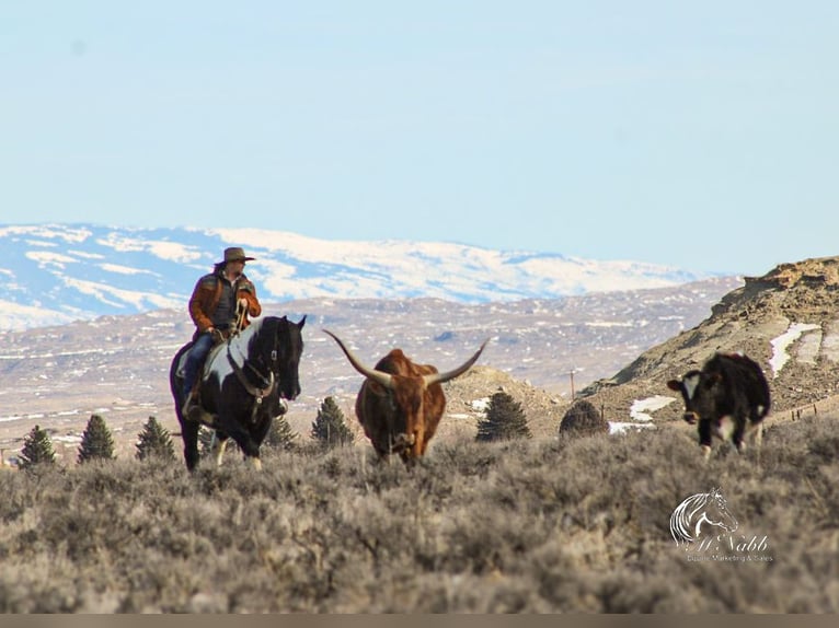 Draft Horse Mix Gelding 13 years 16 hh Tobiano-all-colors in Ranchester, WY