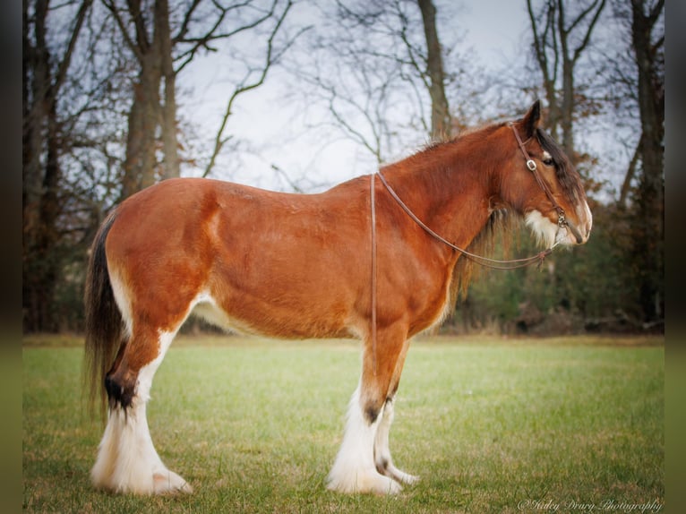 Draft Horse Gelding 13 years 17,1 hh Roan-Bay in Auburn KY
