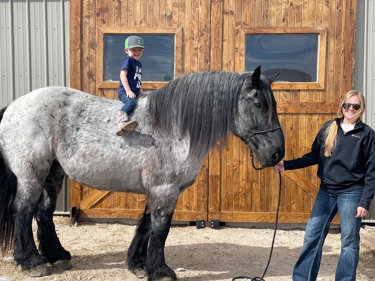 Draft Horse Gelding 13 years 17 hh Roan-Blue in Thedford, NE