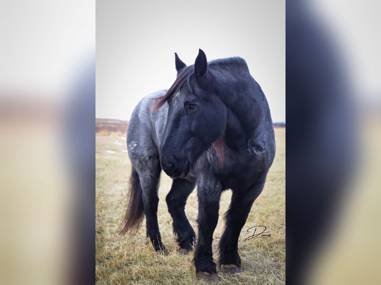 Draft Horse Gelding 13 years 17 hh Roan-Blue in Thedford, NE