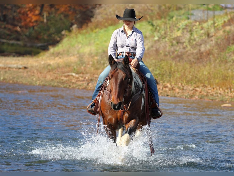 Draft Horse Mix Gelding 13 years Pinto in Clarion