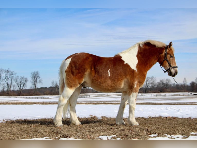 Draft Horse Gelding 14 years 14,2 hh Tobiano-all-colors in HIghland MI