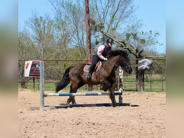 Draft Horse Mix Gelding 14 years 15.3 hh Black in Athens