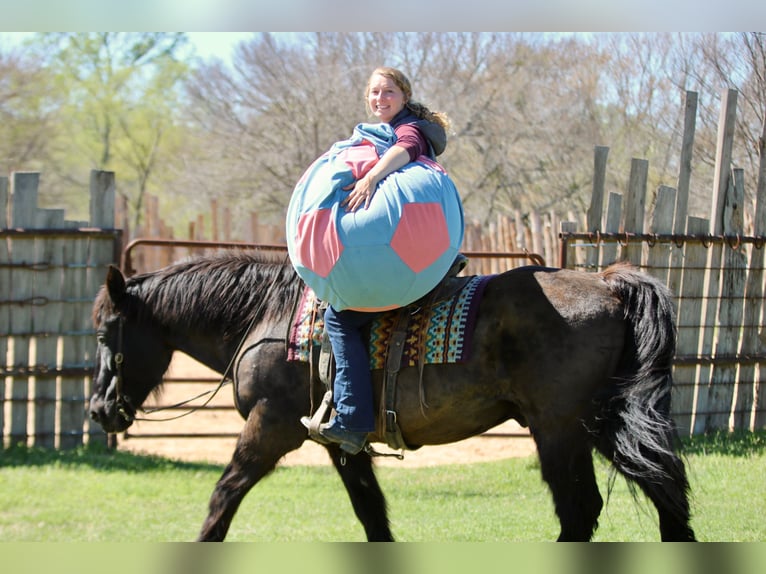Draft Horse Mix Gelding 14 years 15.3 hh Black in Athens
