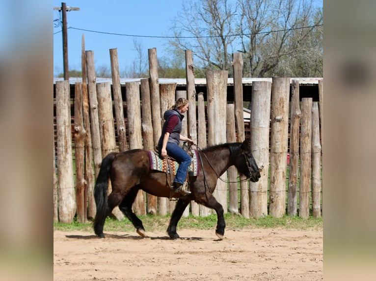 Draft Horse Mix Gelding 14 years 15.3 hh Black in Athens