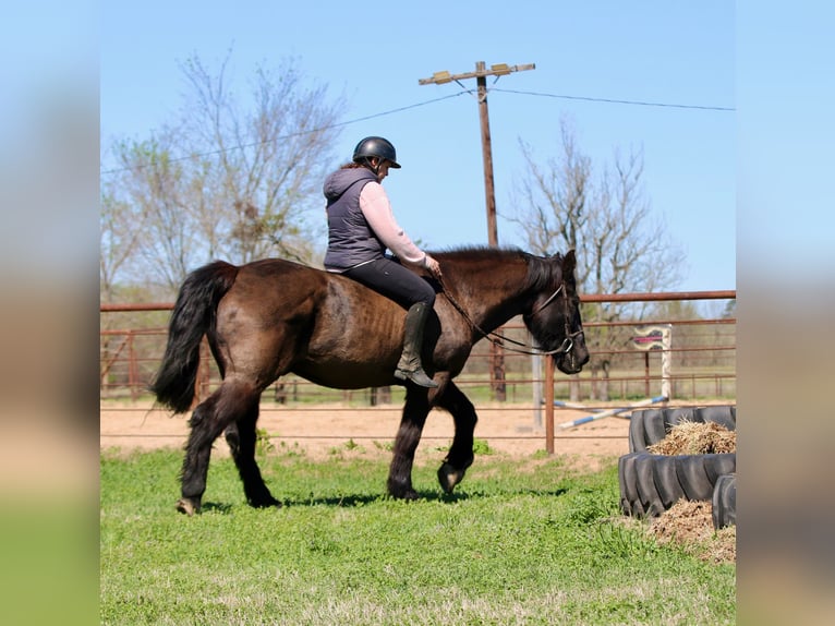 Draft Horse Mix Gelding 14 years 15.3 hh Black in Athens