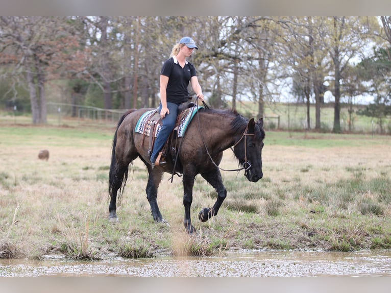 Draft Horse Mix Gelding 14 years 15.3 hh Black in Athens