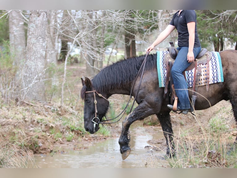 Draft Horse Mix Gelding 14 years 15.3 hh Black in Athens