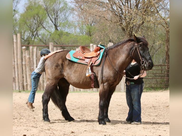 Draft Horse Mix Gelding 14 years 15.3 hh Black in Athens