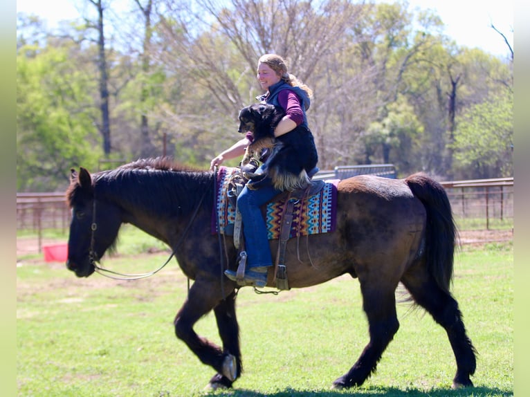 Draft Horse Mix Gelding 14 years 15.3 hh Black in Athens