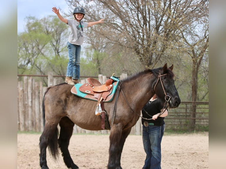 Draft Horse Mix Gelding 14 years 15.3 hh Black in Athens
