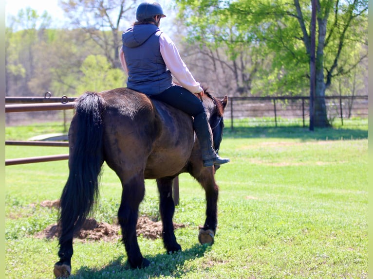 Draft Horse Mix Gelding 14 years 15.3 hh Black in Athens