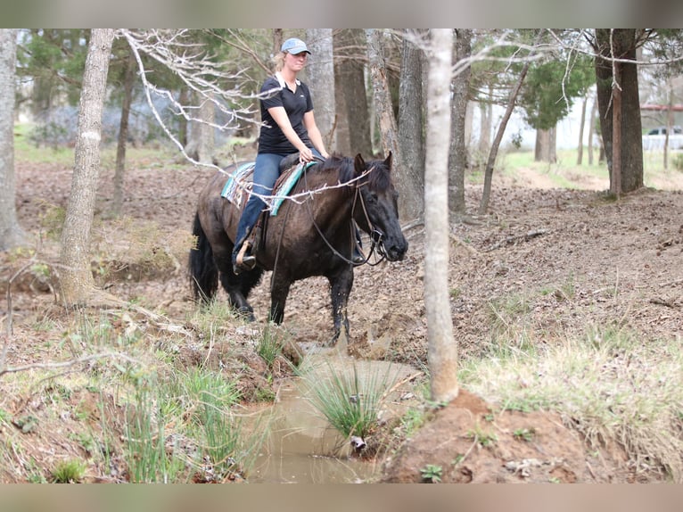 Draft Horse Mix Gelding 14 years 15.3 hh Black in Athens