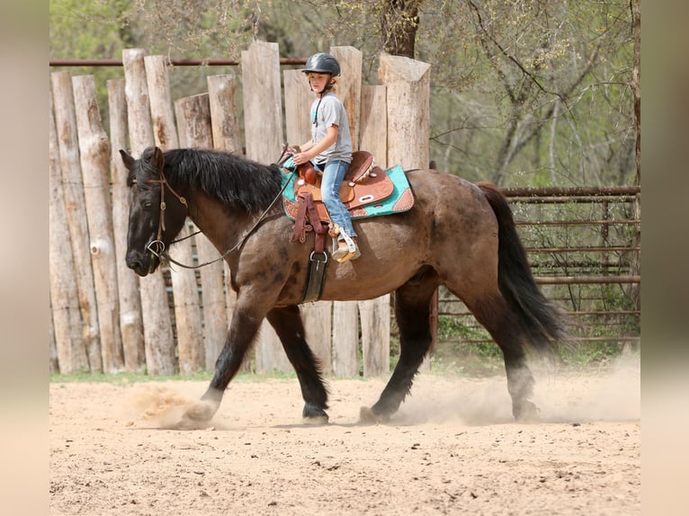 Draft Horse Mix Gelding 14 years 15.3 hh Black in Athens