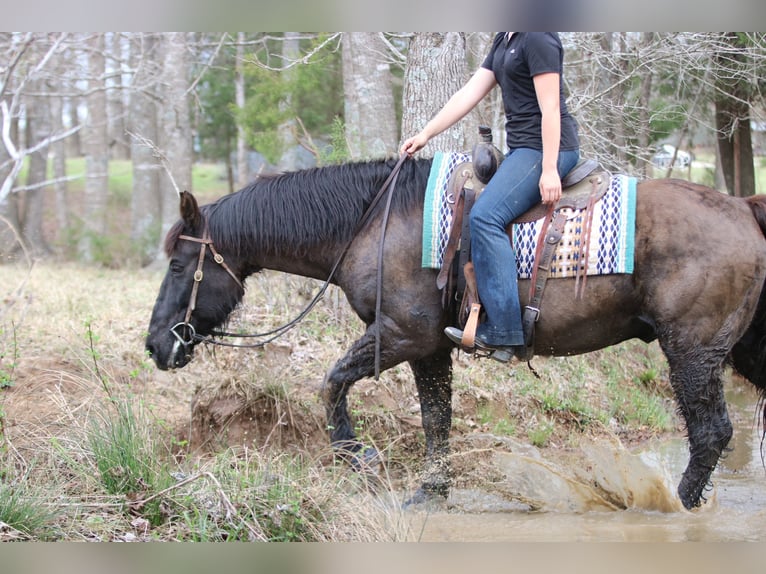 Draft Horse Mix Gelding 14 years 15.3 hh Black in Athens