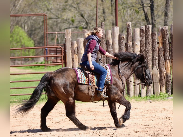 Draft Horse Mix Gelding 14 years 15.3 hh Black in Athens