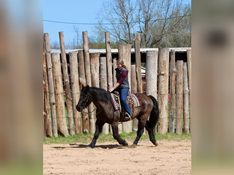 Draft Horse Mix Gelding 14 years 15.3 hh Black in Athens