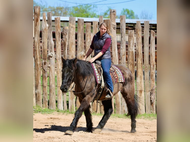 Draft Horse Mix Gelding 14 years 15.3 hh Black in Athens