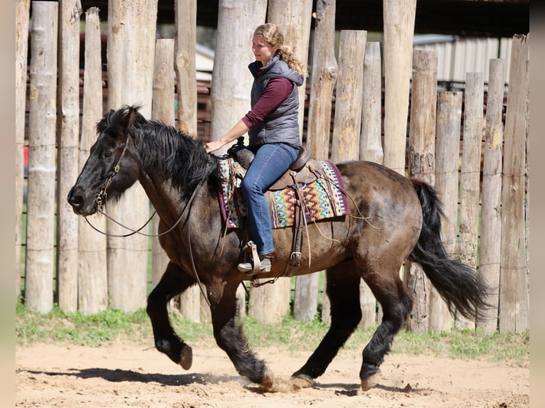 Draft Horse Mix Gelding 14 years 15.3 hh Black in Athens