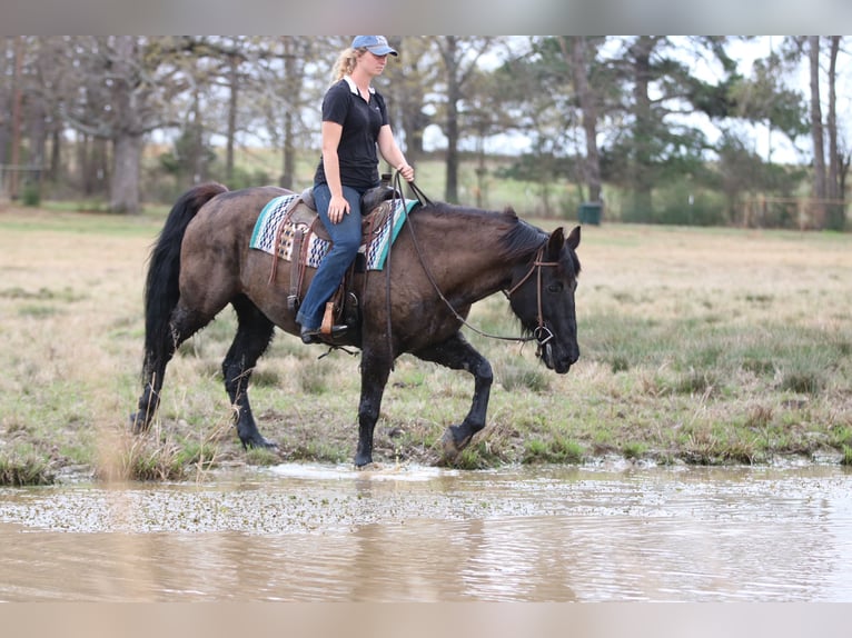Draft Horse Mix Gelding 14 years 15.3 hh Black in Athens