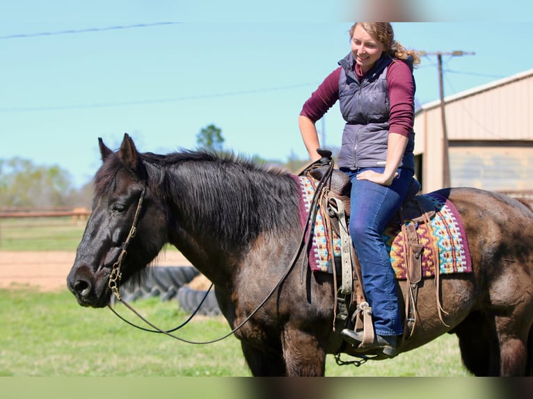 Draft Horse Mix Gelding 14 years 15.3 hh Black in Athens