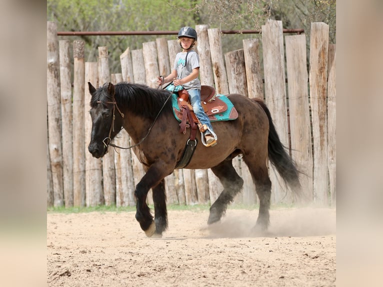 Draft Horse Mix Gelding 14 years 15.3 hh Black in Athens