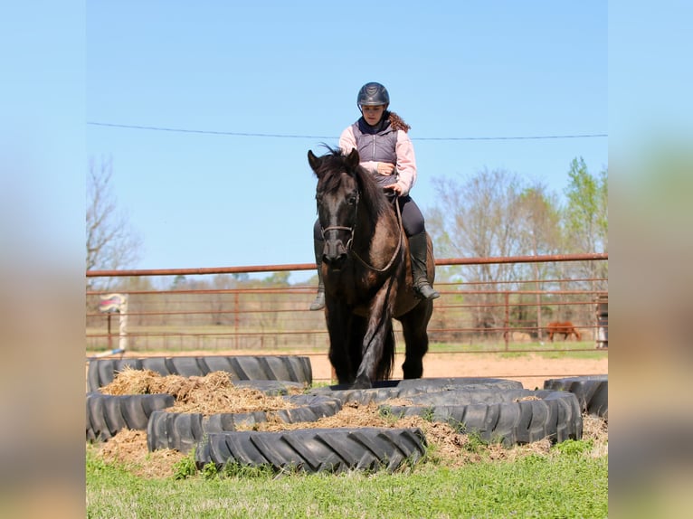 Draft Horse Mix Gelding 14 years 15.3 hh Black in Athens