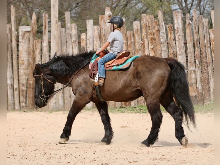 Draft Horse Mix Gelding 14 years 15.3 hh Black in Athens