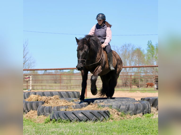 Draft Horse Mix Gelding 14 years 15.3 hh Black in Athens