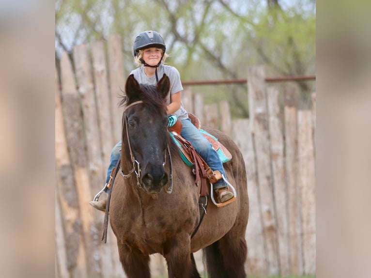 Draft Horse Mix Gelding 14 years 15.3 hh Black in Athens