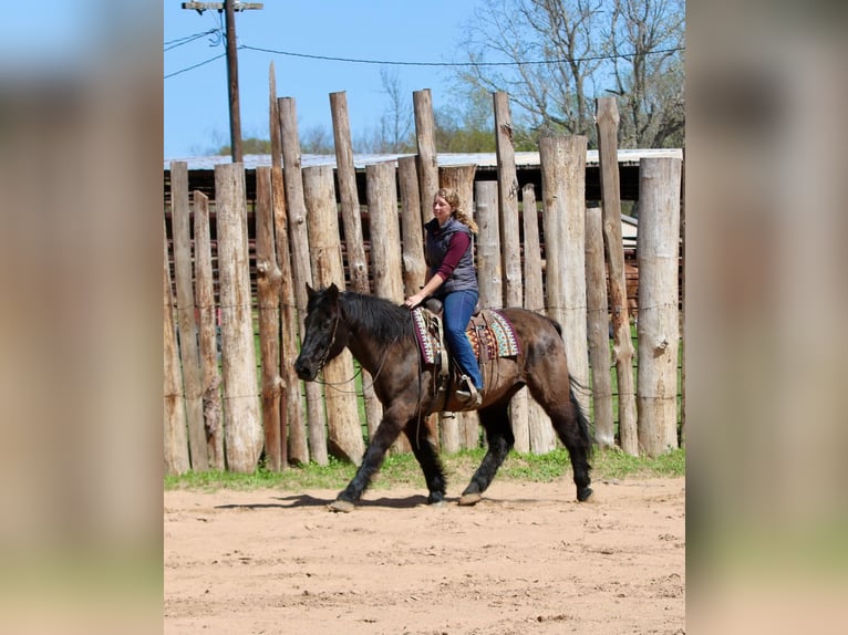 Draft Horse Mix Gelding 14 years 15.3 hh Black in Athens
