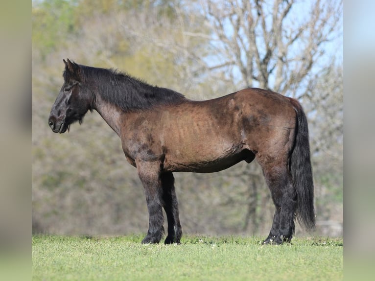 Draft Horse Mix Gelding 14 years 15.3 hh Black in Athens
