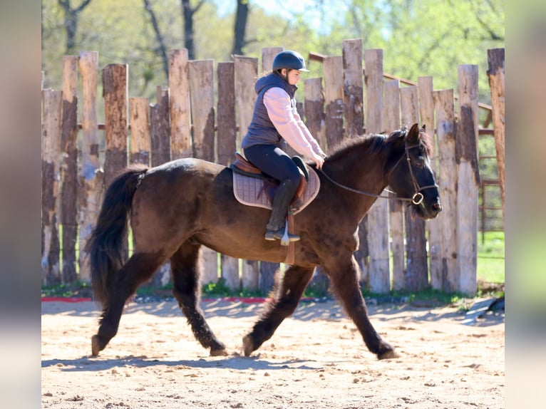 Draft Horse Mix Gelding 14 years 15.3 hh Black in Athens