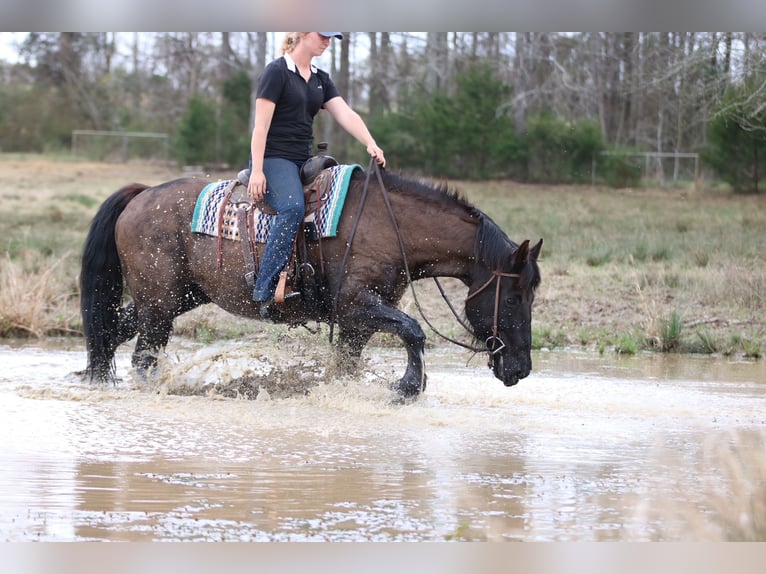 Draft Horse Mix Gelding 14 years 15.3 hh Black in Athens