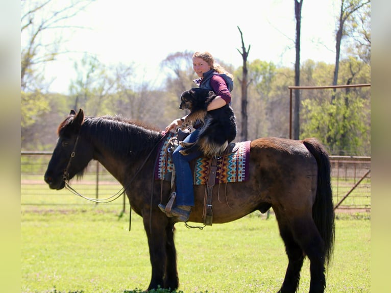 Draft Horse Mix Gelding 14 years 15.3 hh Black in Athens