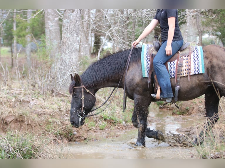 Draft Horse Mix Gelding 14 years 15.3 hh Black in Athens